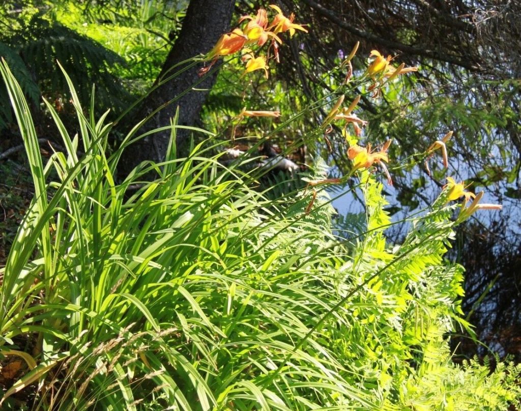 Ontario Gardeners Warned About Popular Invasive Plants Ahead of ...